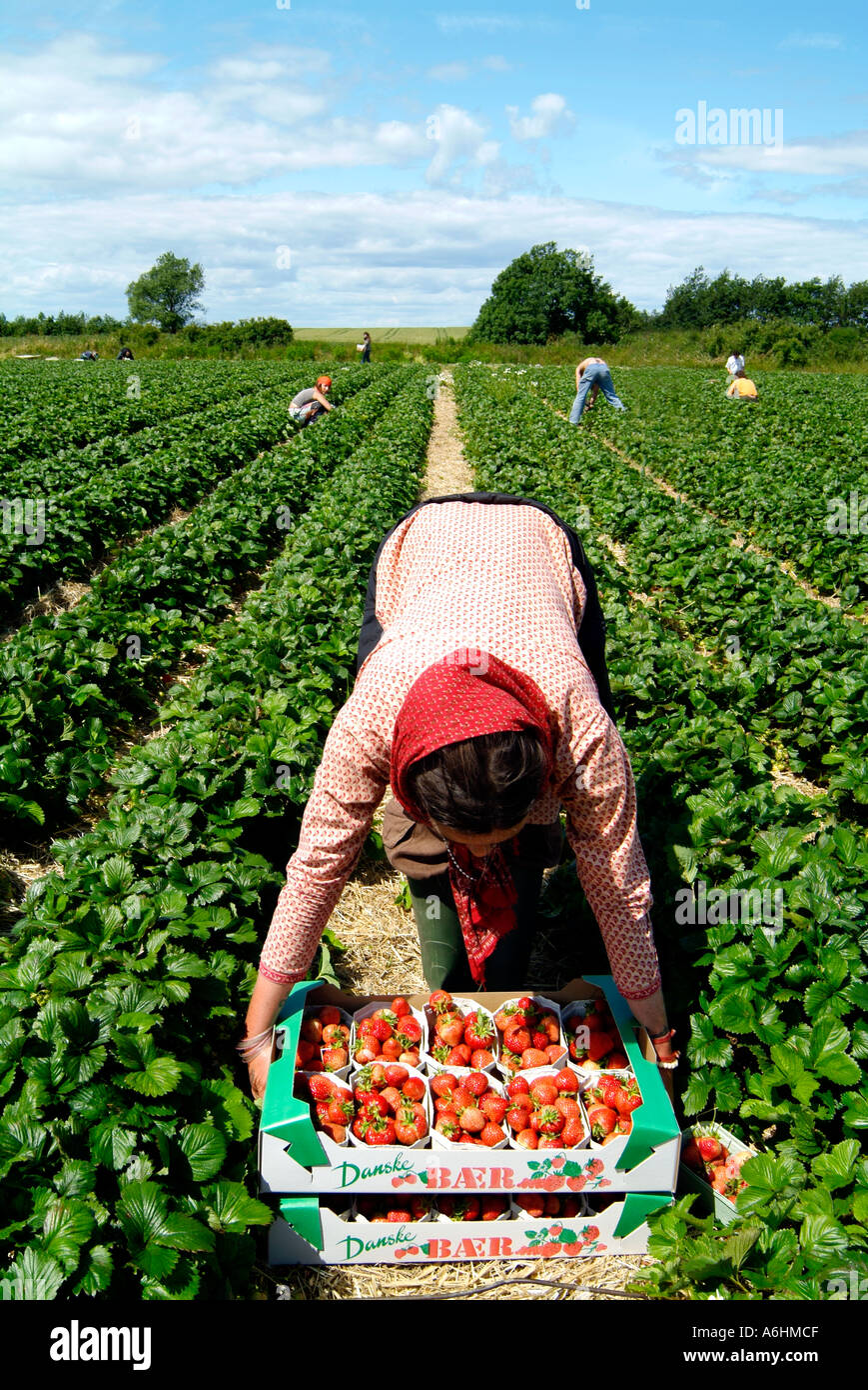 Strawberry picking Besser Samso Island Denmark Stock Photo Alamy
