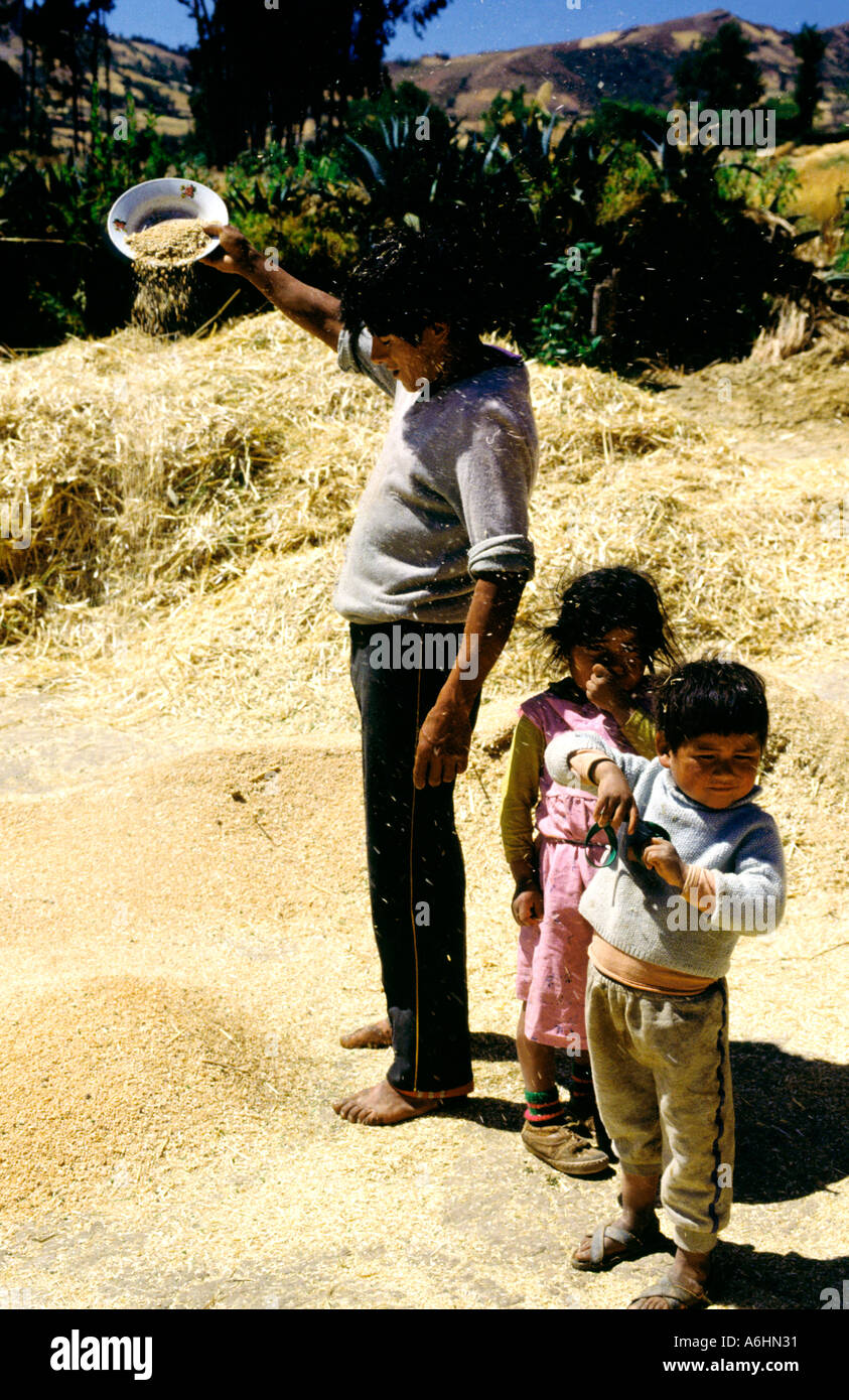Father and sons treshing the wheat harvest.Tayabamba.Peru Stock Photo