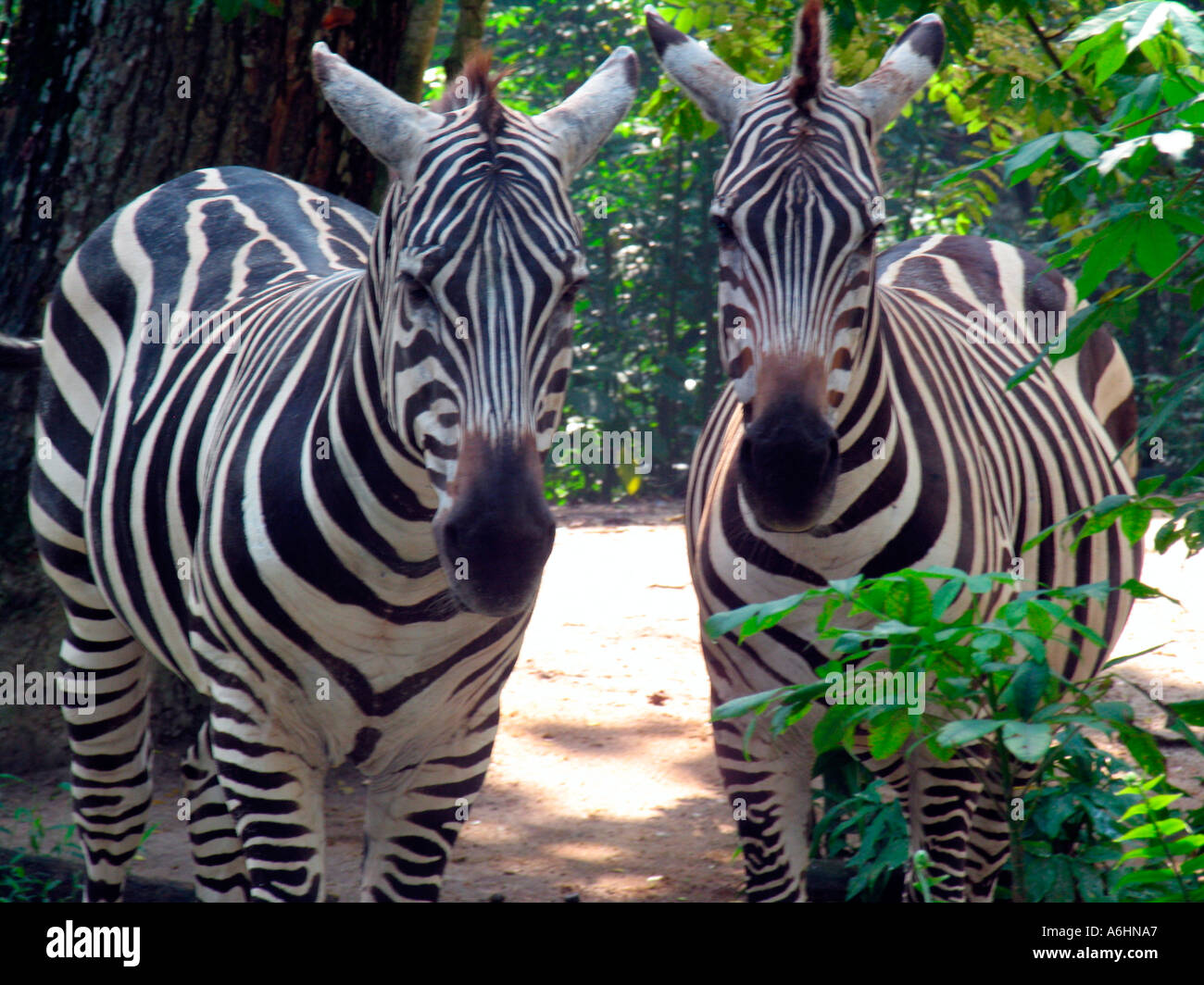 Grant's Zebras Singapore Zoo Stock Photo Alamy