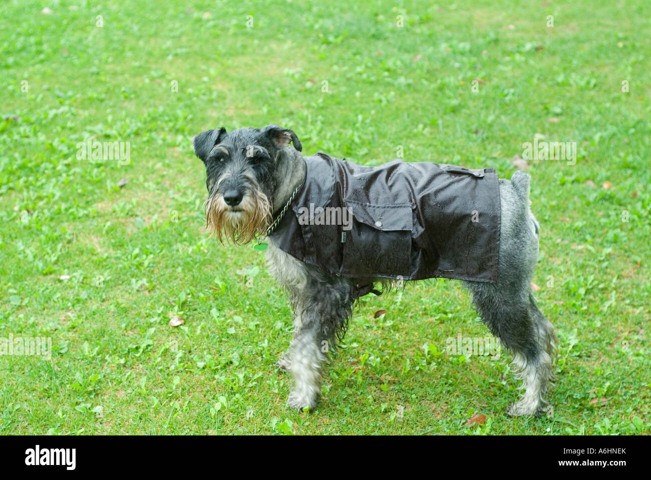 miniature schnauzer raincoat