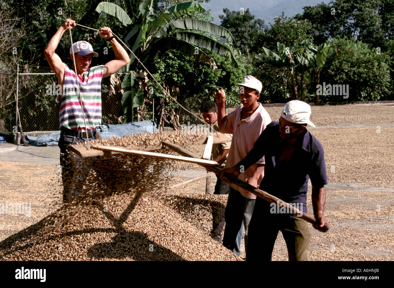 Dominican Republic Jarabacoa Coffee Stock Photo Alamy