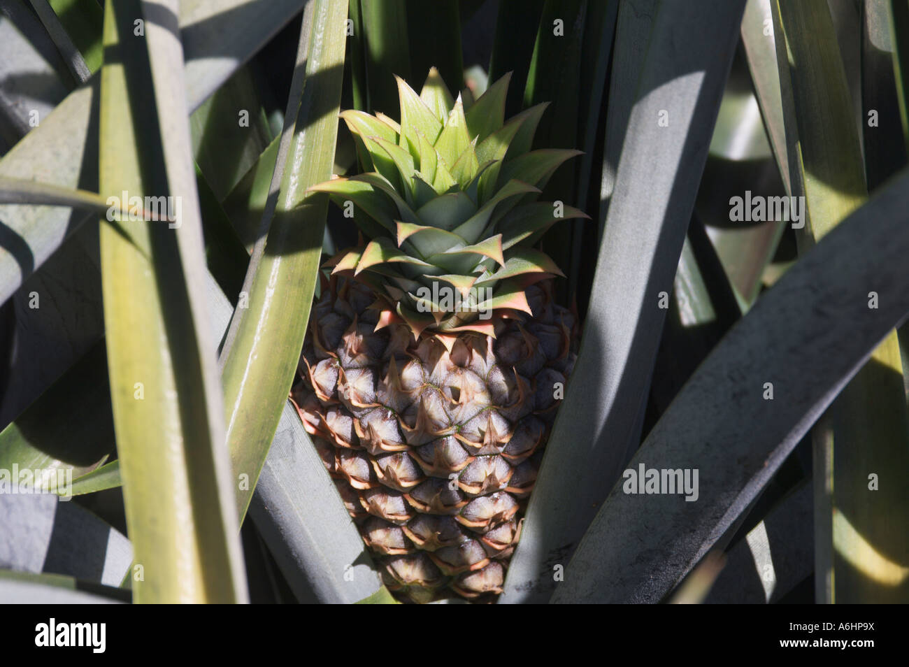 Pineapple growing in a plantation Valle de El General Costa Rica Stock