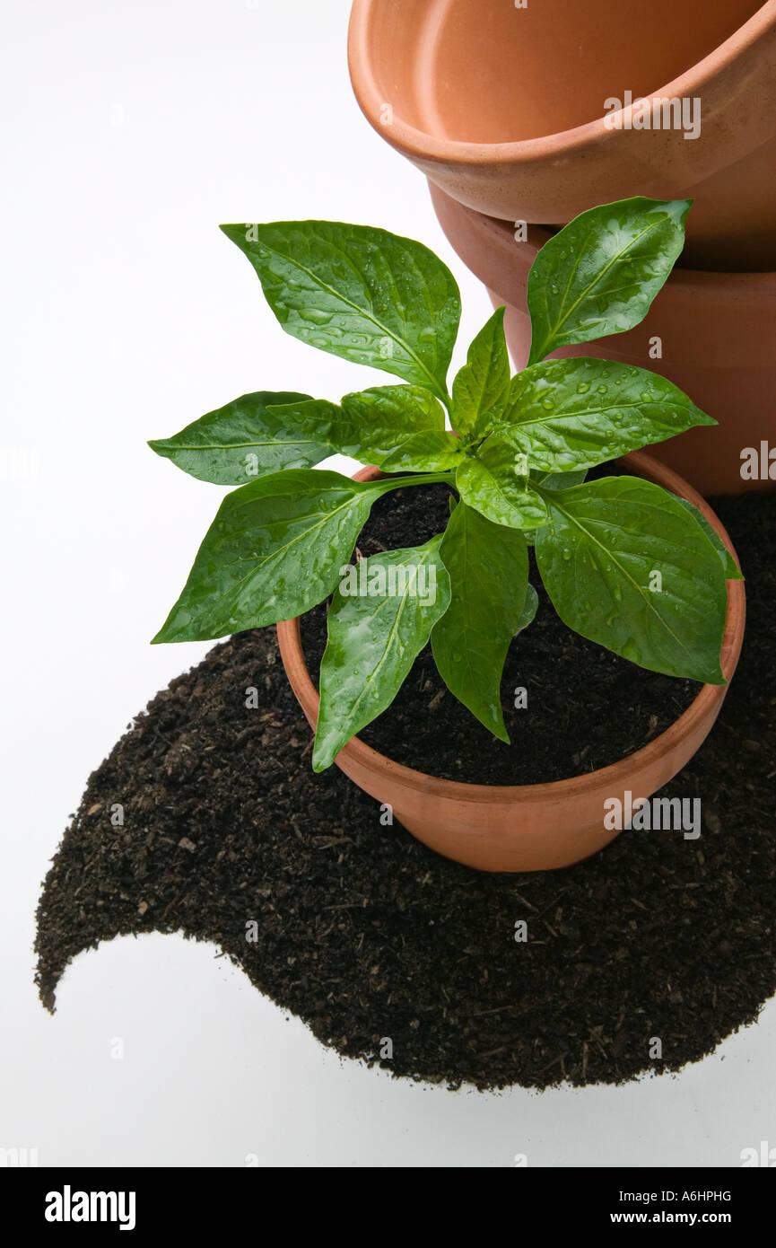 Bell pepper plant hi-res stock photography and images - Alamy