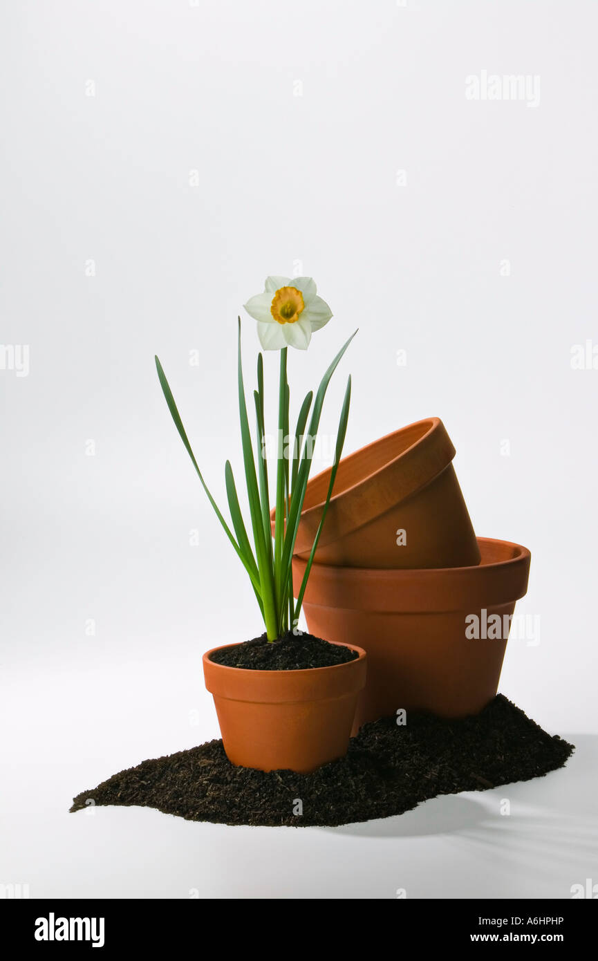 daffodil pots 005 Stock Photo Alamy