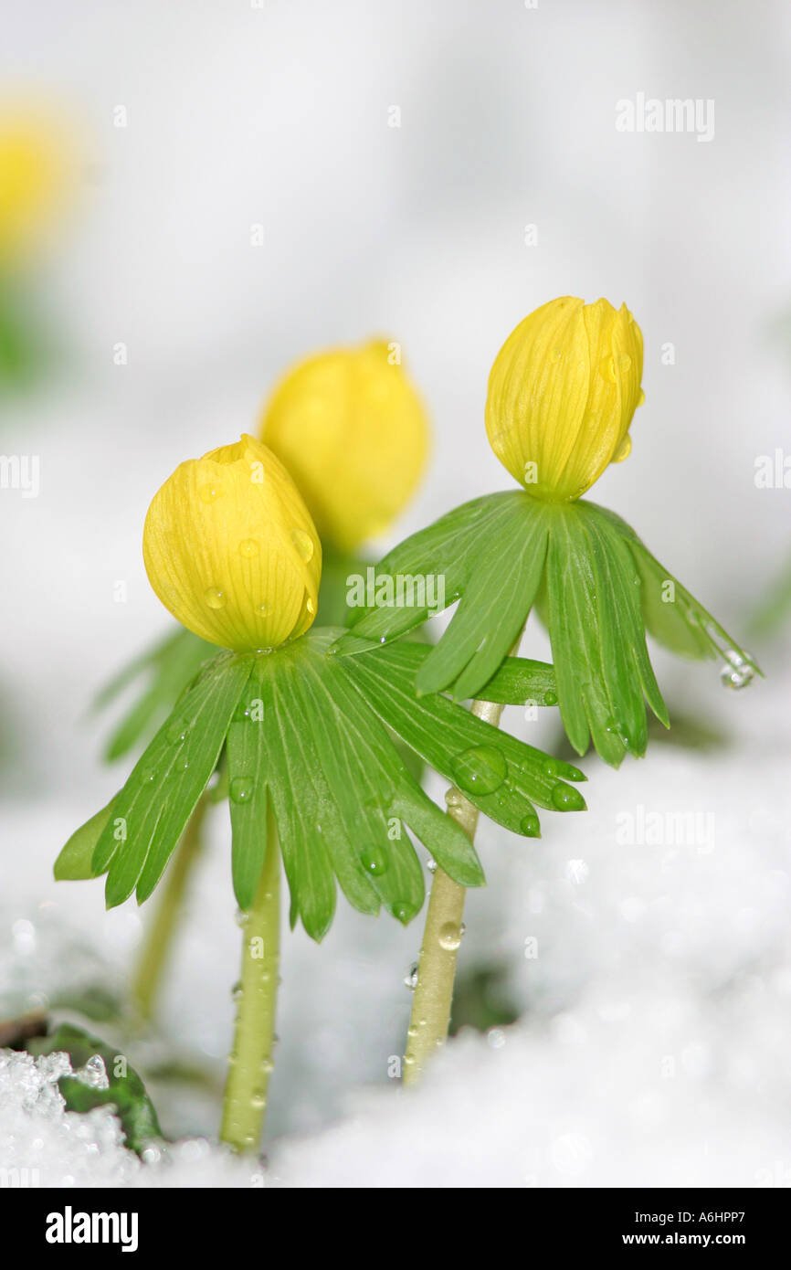 Winter aconites (Eranthis hyemalis) in snow Stock Photo - Alamy