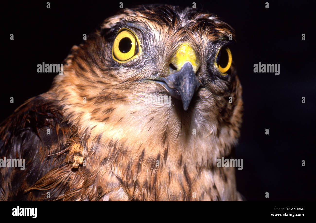 Kestrel Family Falconidae Falco tinnunculus Stock Photo