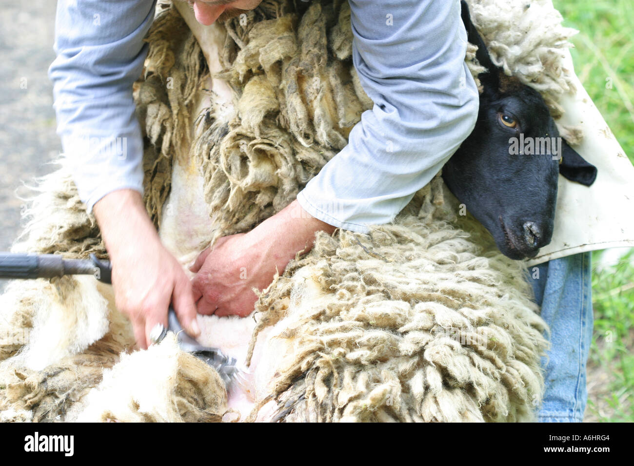 Shearing of a sheep with a electrical scissor Stock Photo Alamy
