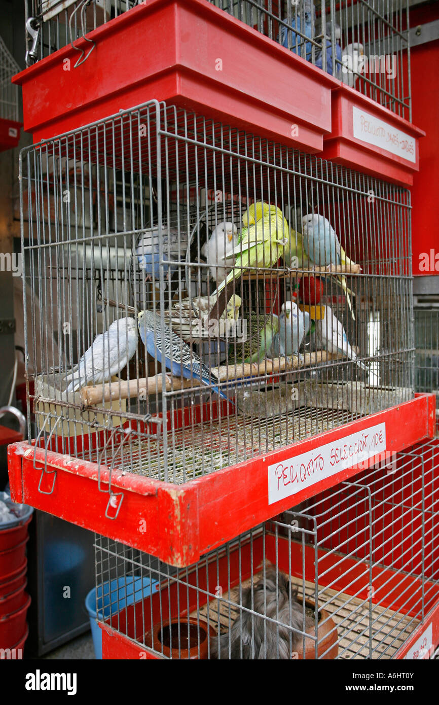 Bird market on La Rambla Barcelona Spain Europe Stock Photo Alamy