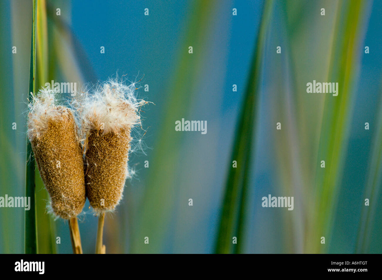 Tule Cattail Typha domingensis Stock Photo