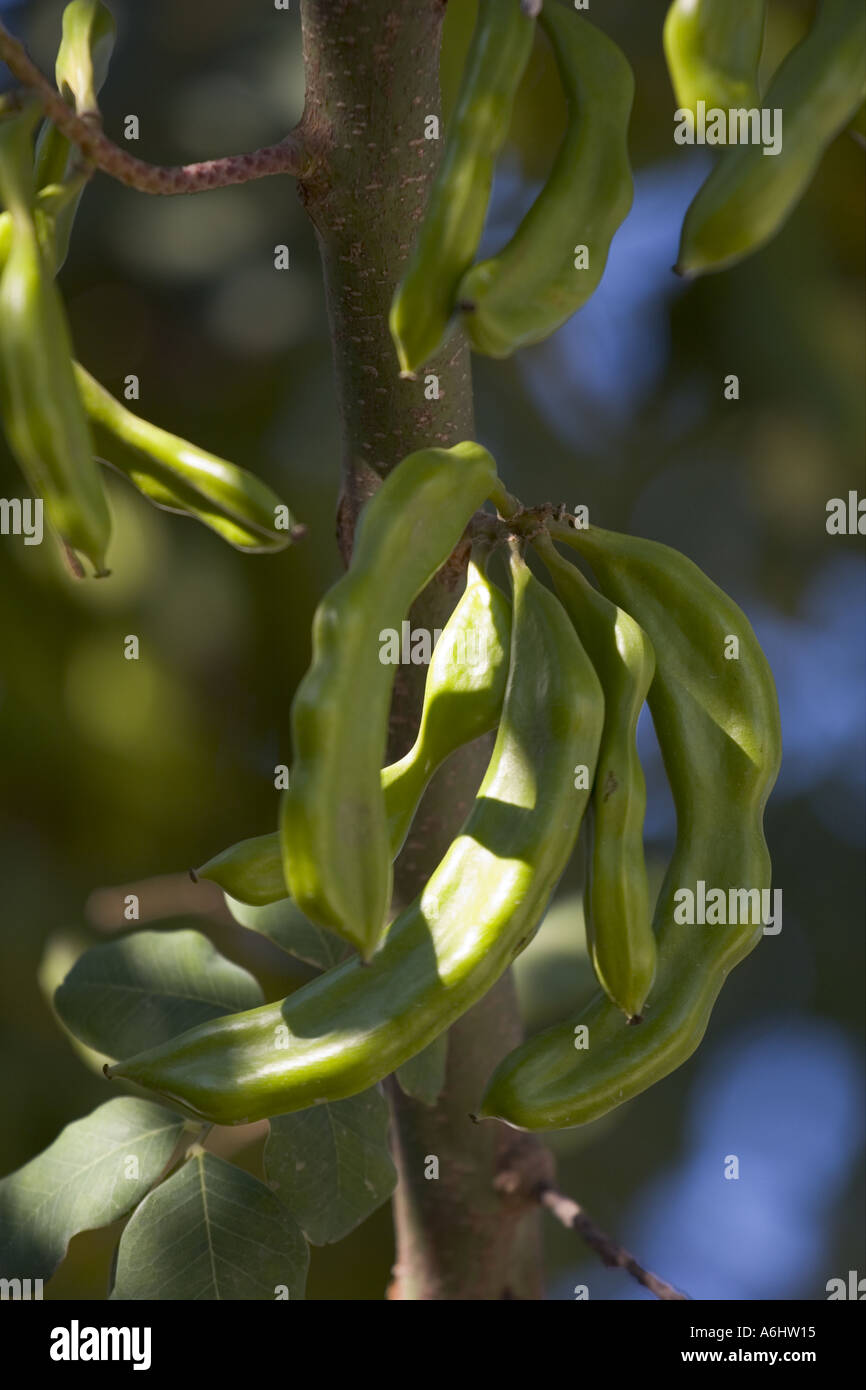 Carob beans growing in Cyprus Stock Photo - Alamy