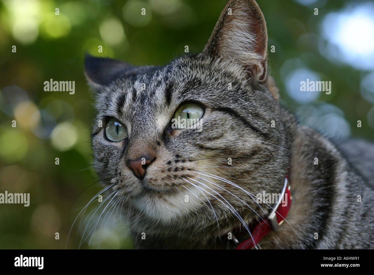 Domestic tabby cat Stock Photo - Alamy