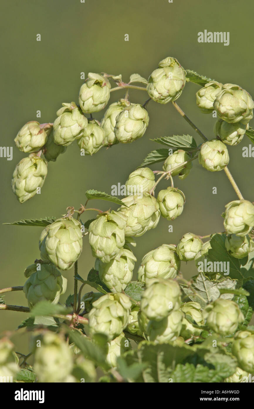 Common hop (Humulus lupulus) Stock Photo