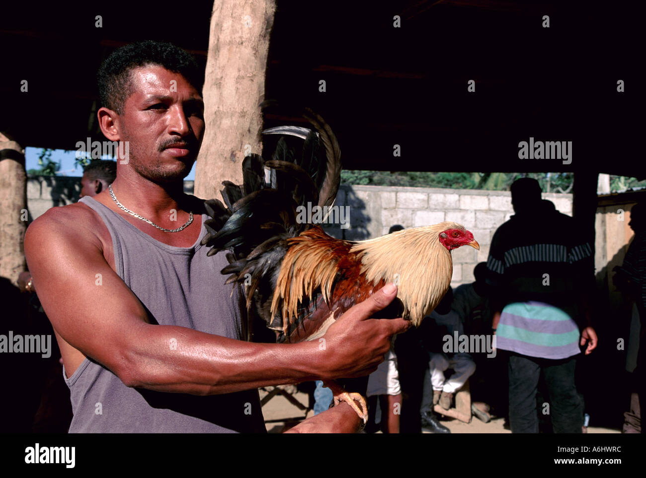 Dominican Republic Fighting Cock Stock Photo - Alamy