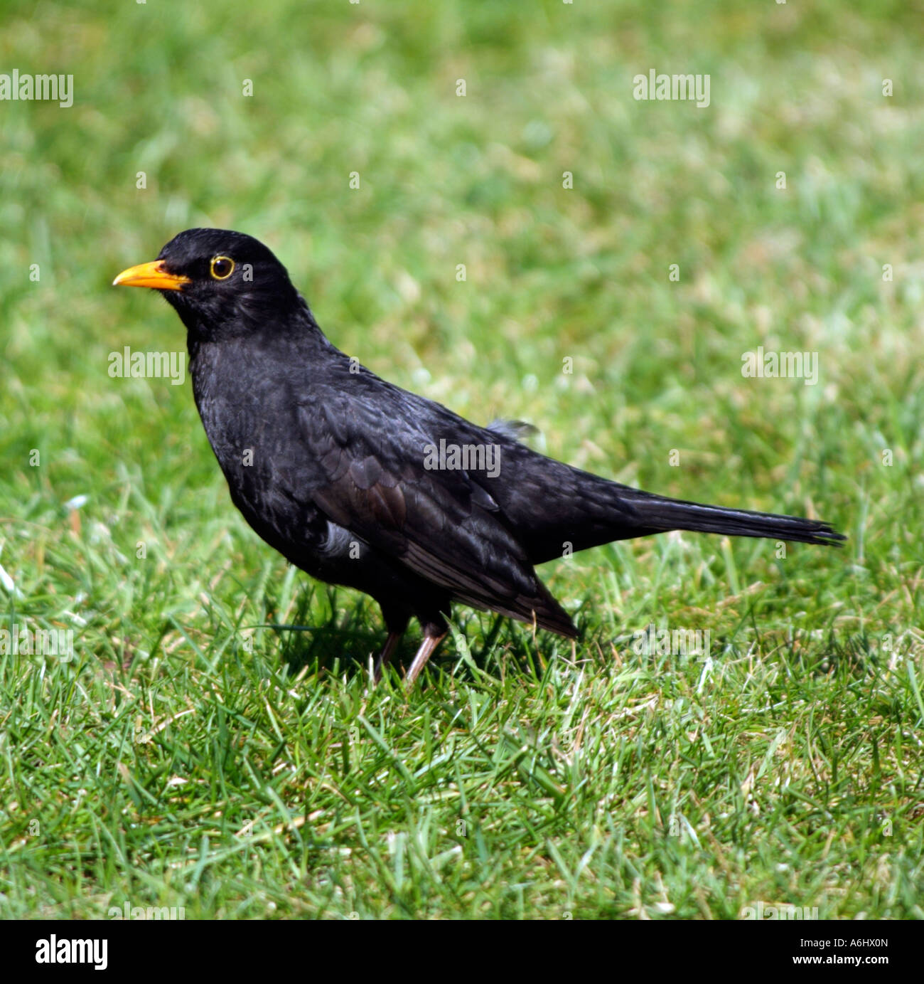 blackbird-turdus-merula-male-stock-photo-alamy