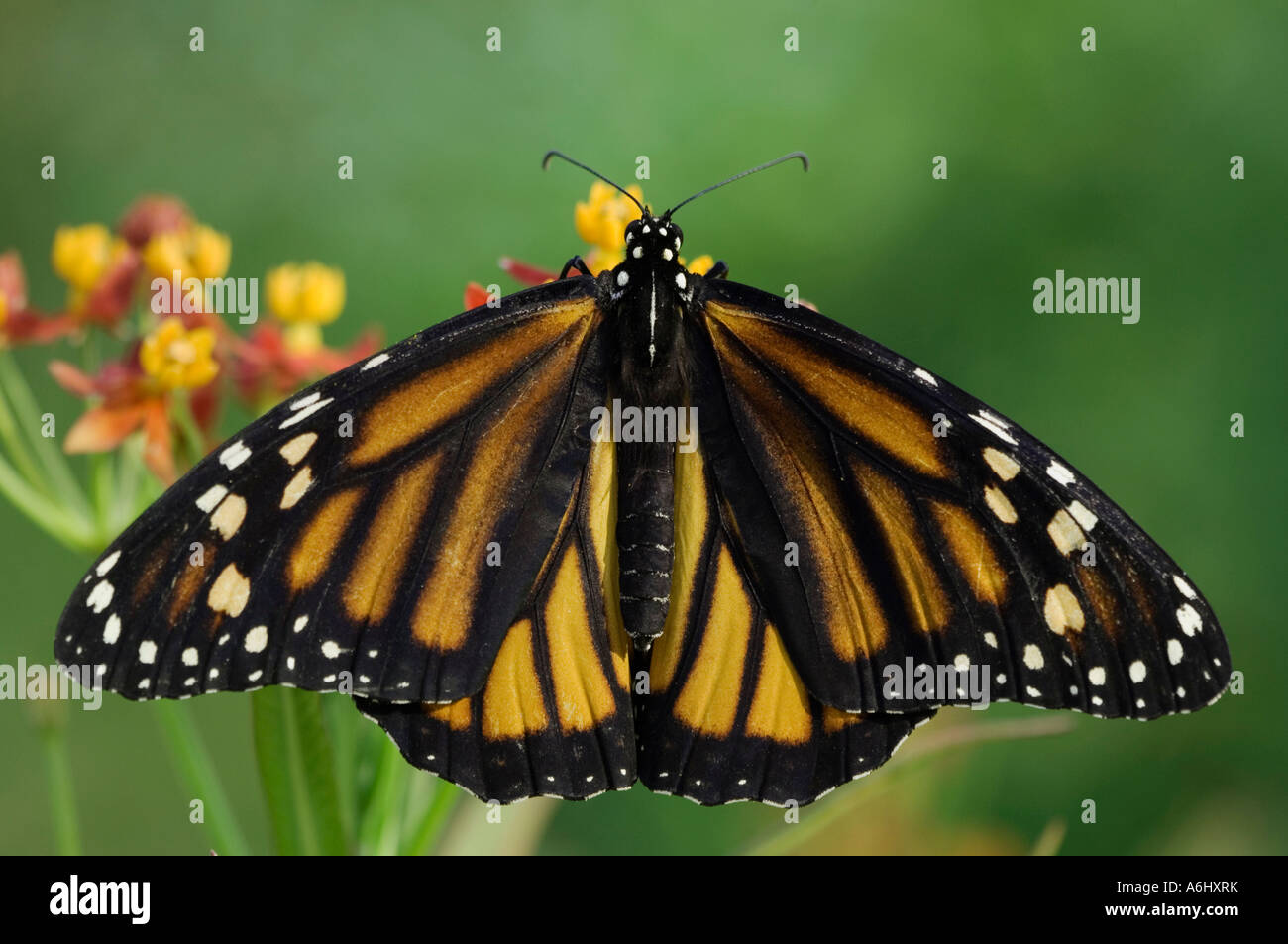 Monarch adult on Mexican Milkweed Rio Grande Valley Texas USA Stock Photo