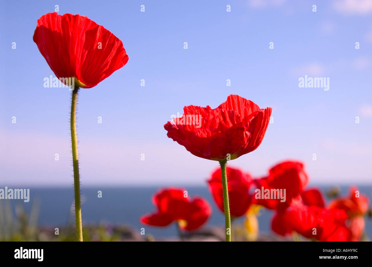 Red poppies against blue sky and sea Stock Photo - Alamy