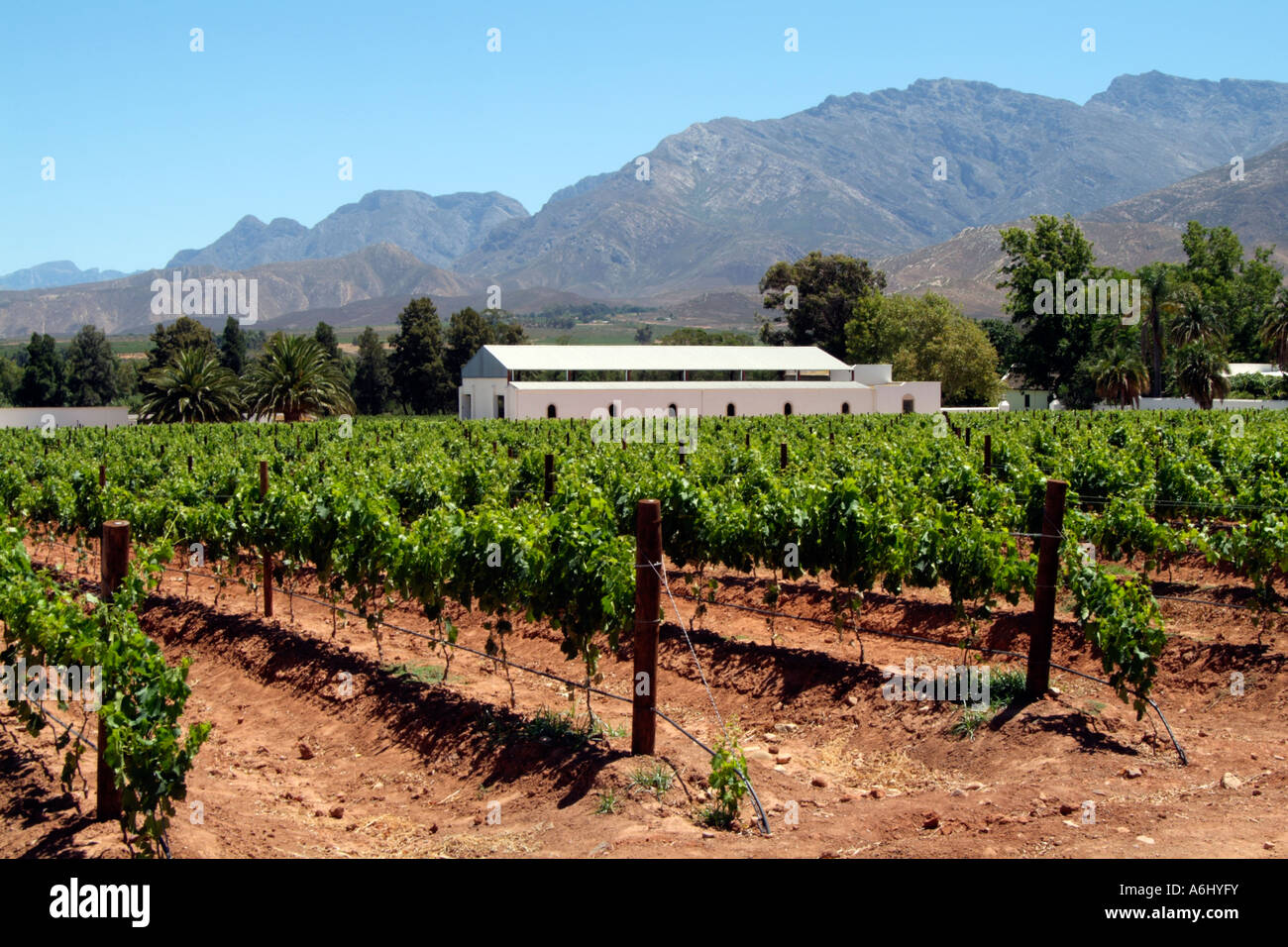 Conradie Winery Vineyard Worcester western cape South Africa RSA Stock Photo 11584238 Alamy