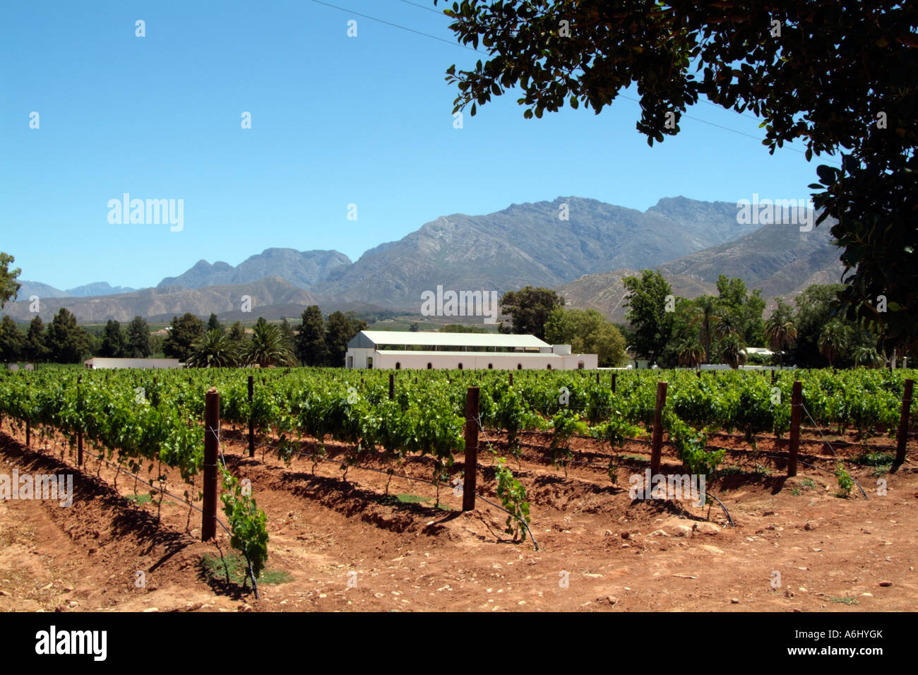 Conradie Winery Vineyard Worcester western cape South Africa RSA Stock Photo