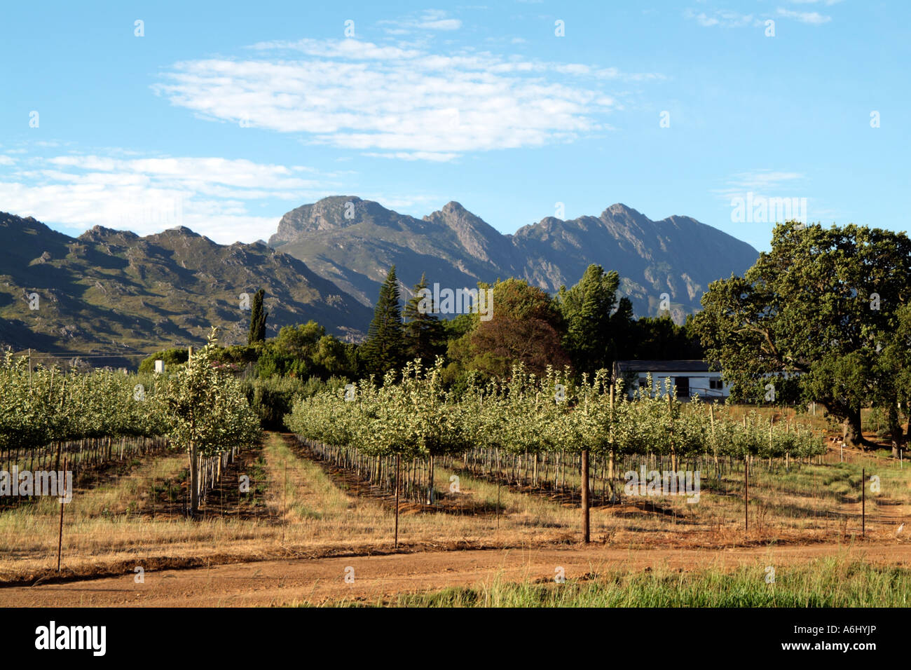 Apple farm at Grabouw in the fruit producing region close to Elgin in
