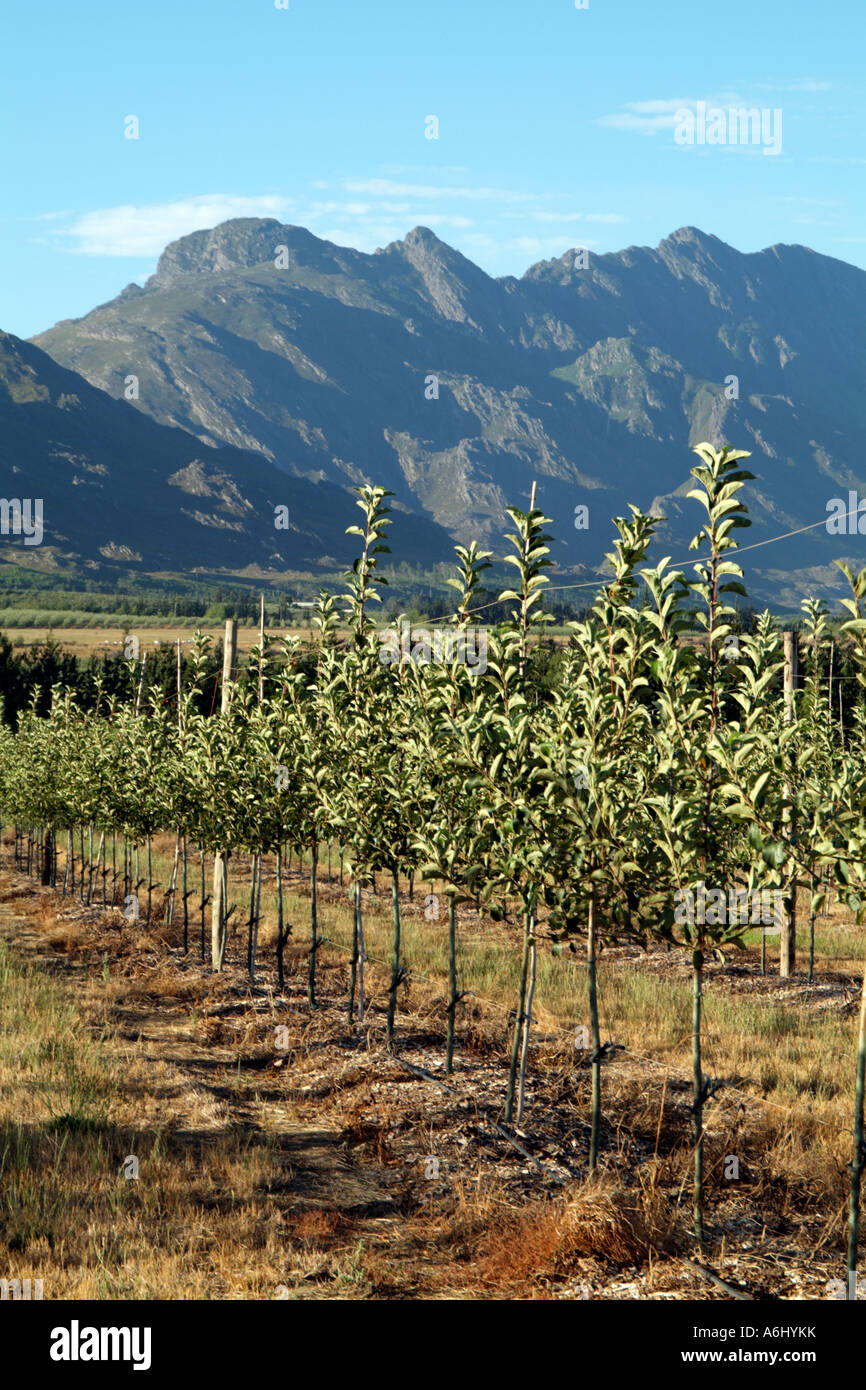 Apple farm at Grabouw in the fruit producing region close to Elgin in