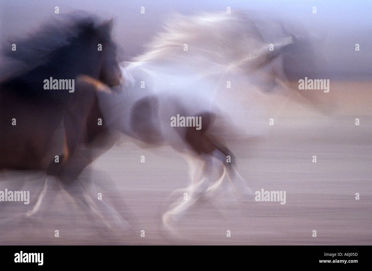 Galloping horses hi-res stock photography and images - Alamy