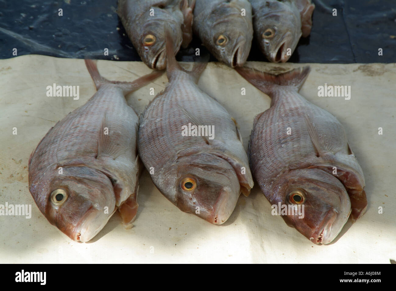 Three freshly caught fish on a slab. Fish market South Africa Stock Photo -  Alamy
