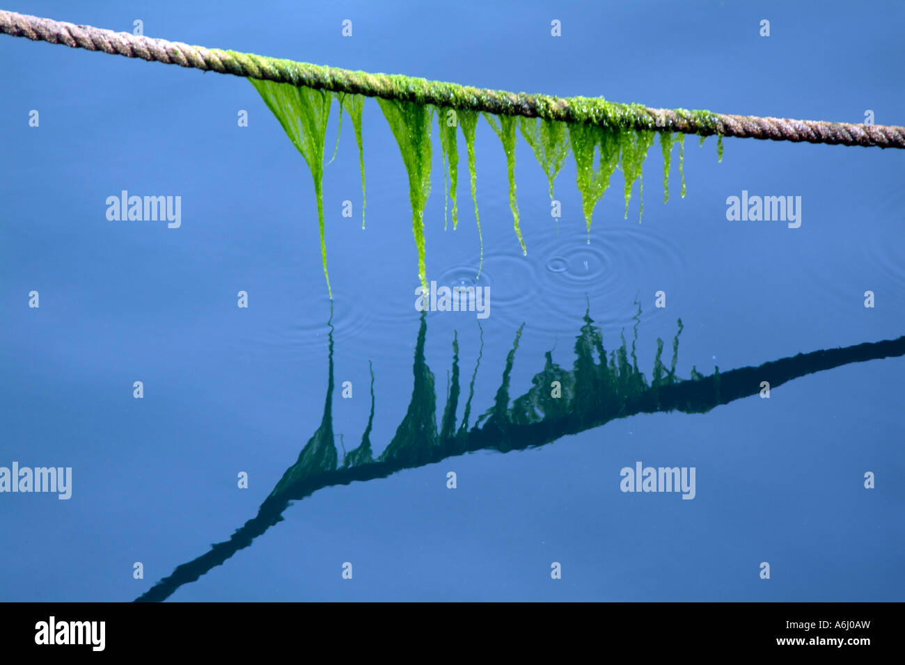 Reflection  Seaweed hanging on a  rope in seawater Stock Photo