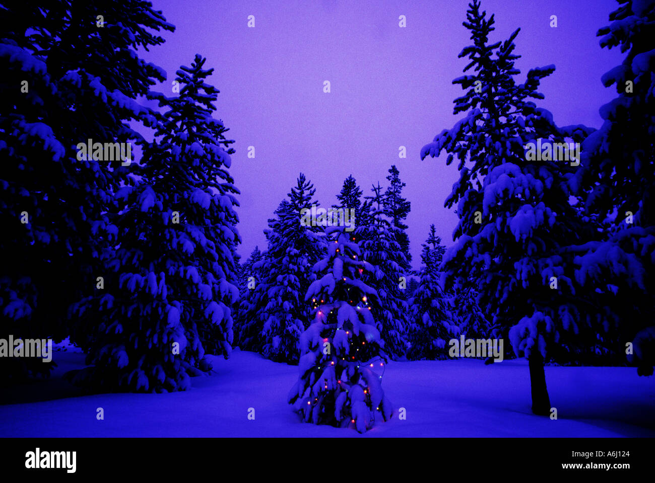 Christmas Lights on a Tiny Tree in the Forest Stock Photo Alamy