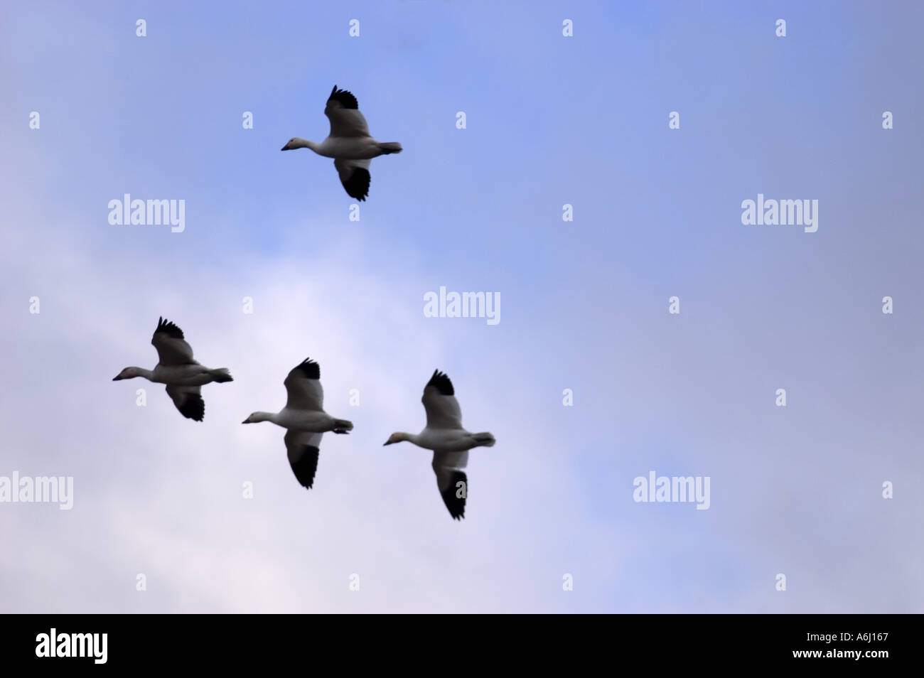 Birds Flying Together Stock Photo Alamy