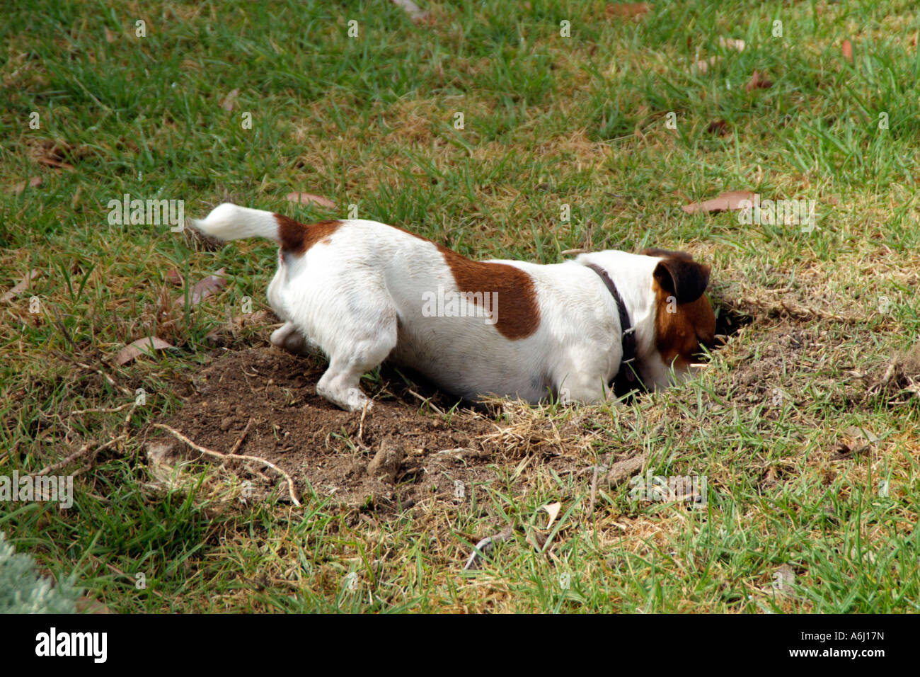 Jack Russell Terrier brown and white short haired dog Digging Stock Photo -  Alamy