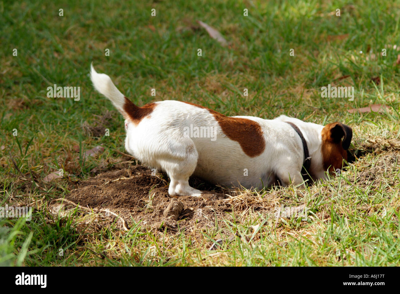 Jack Russell Terrier Brown And White Short Haired Dog Digging