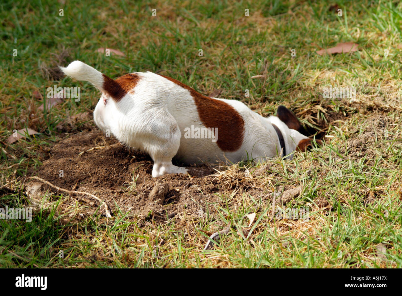 Jack Russell Terrier brown and white short haired dog ...