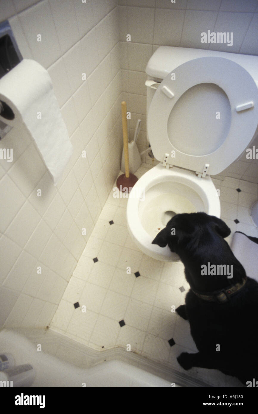 Dog Drinking Toilet Water Stock Photo