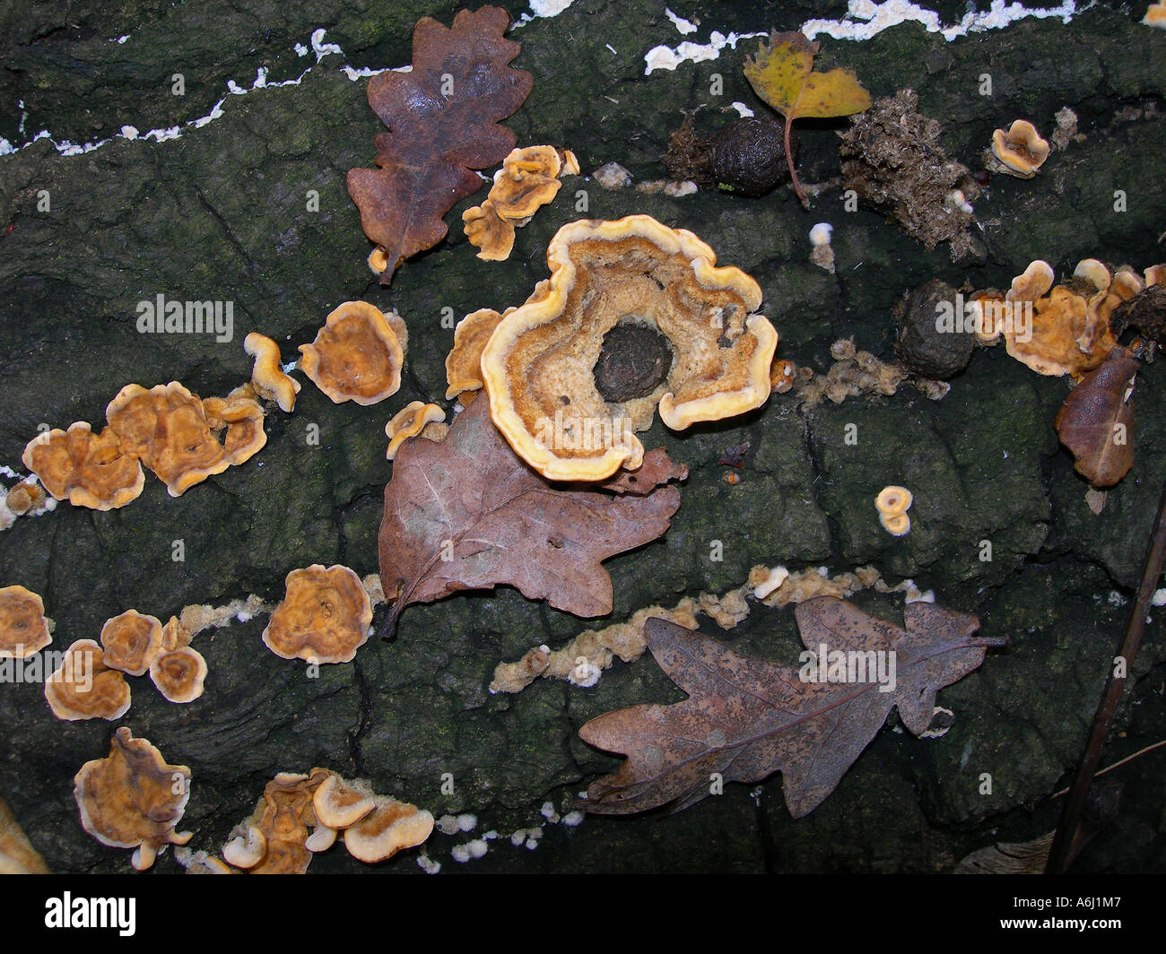 Fungus on rotting tree stump in deciduous forest. Stock Photo