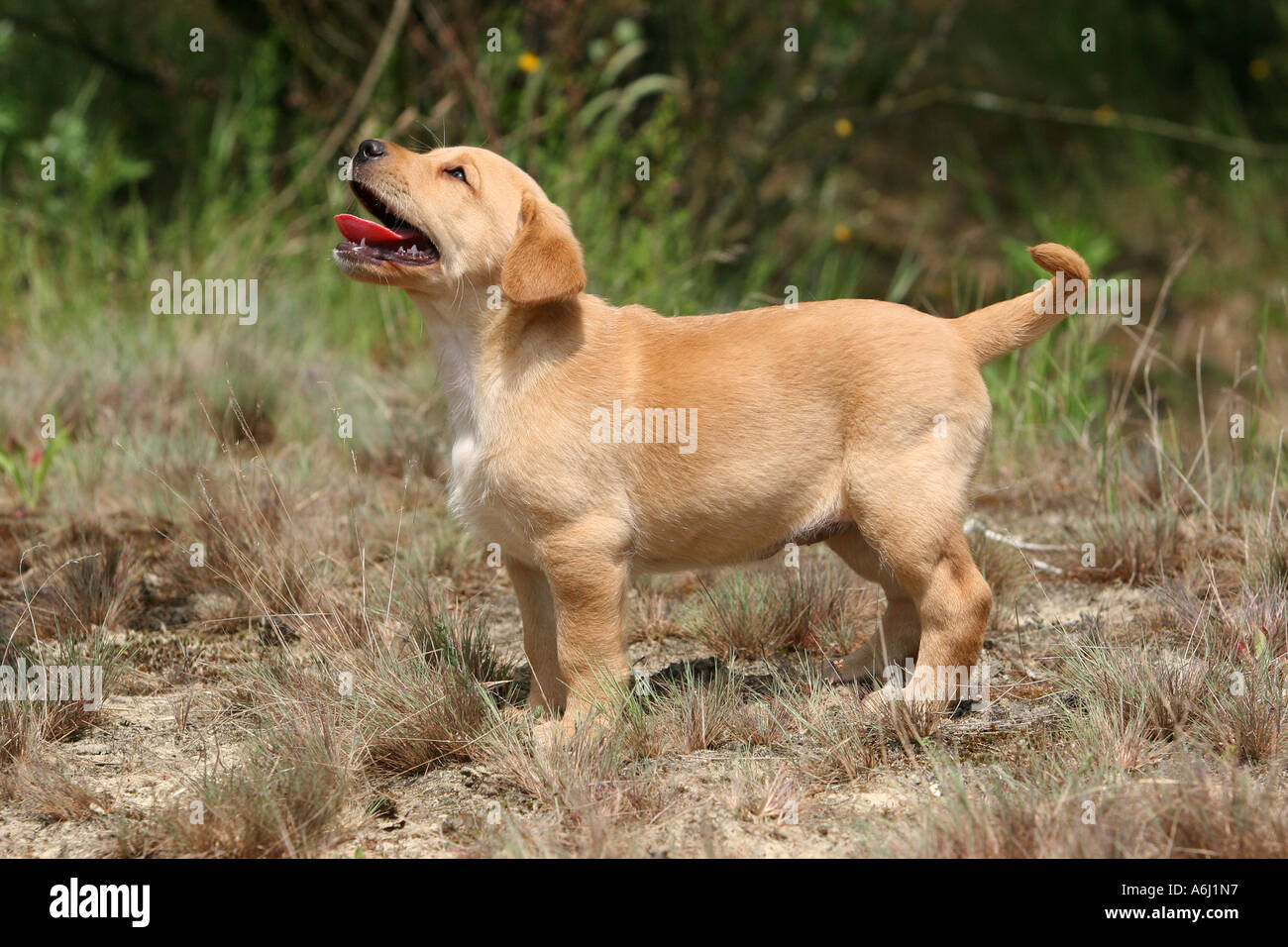 Yellow Labrador Retriever puppy standing Stock Photo