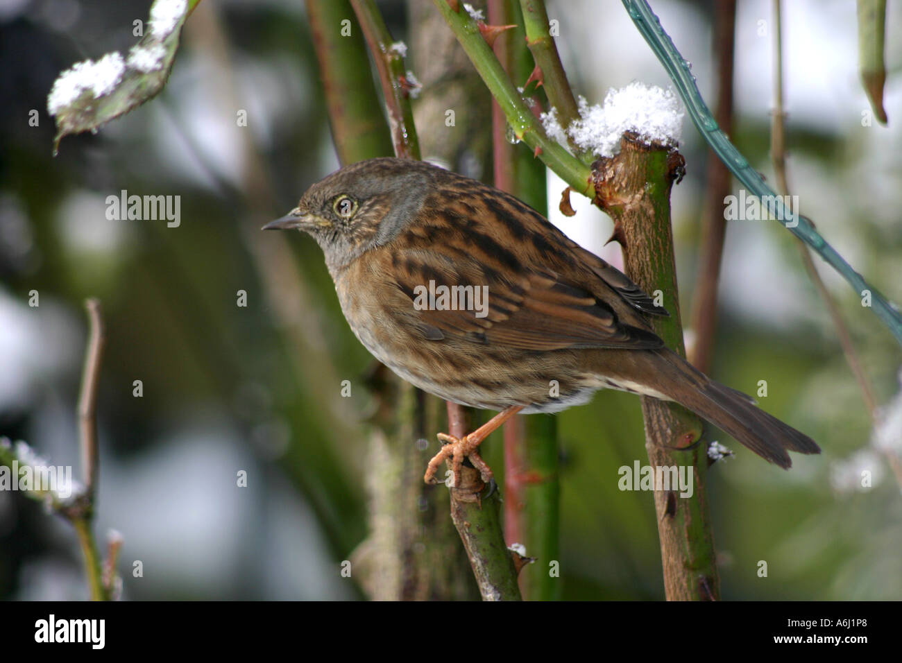 Hedge Sparrow or Dunnock. Prunella modularis. Stock Photo
