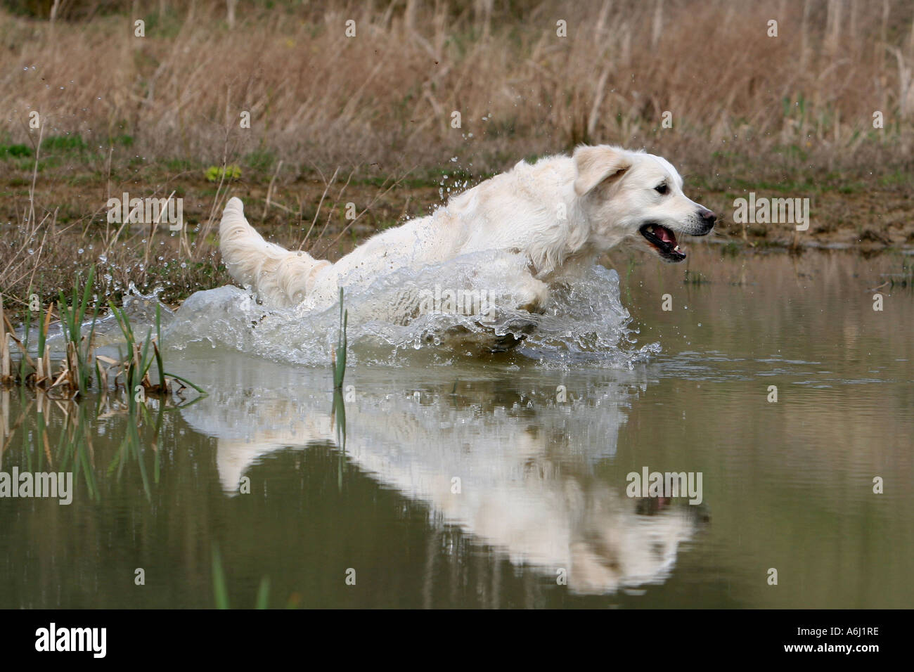 Golden Retriever dog running in water Stock Photo - Alamy
