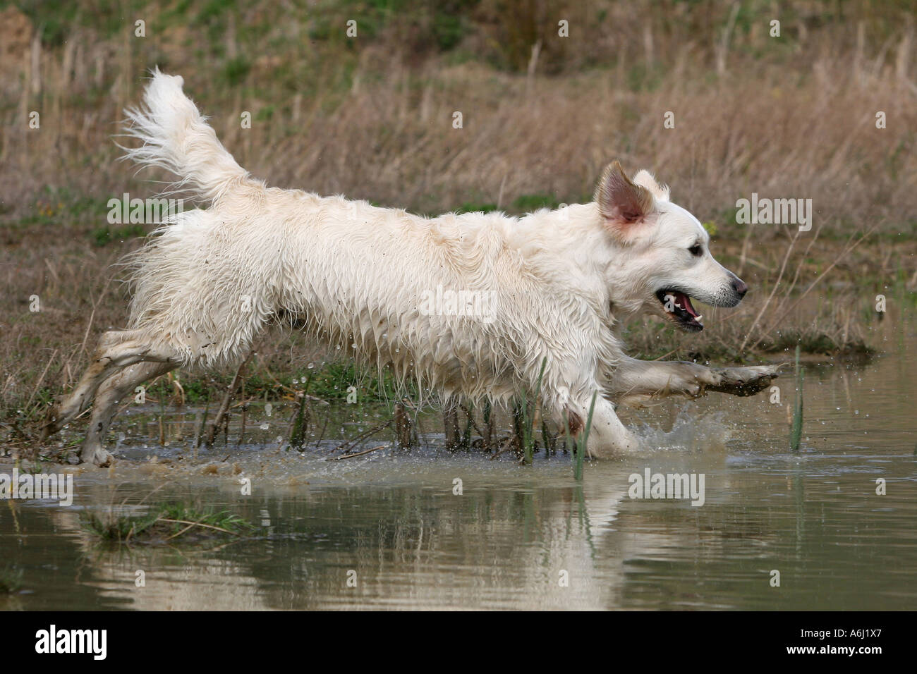 Golden Retriever dog running in water Stock Photo - Alamy