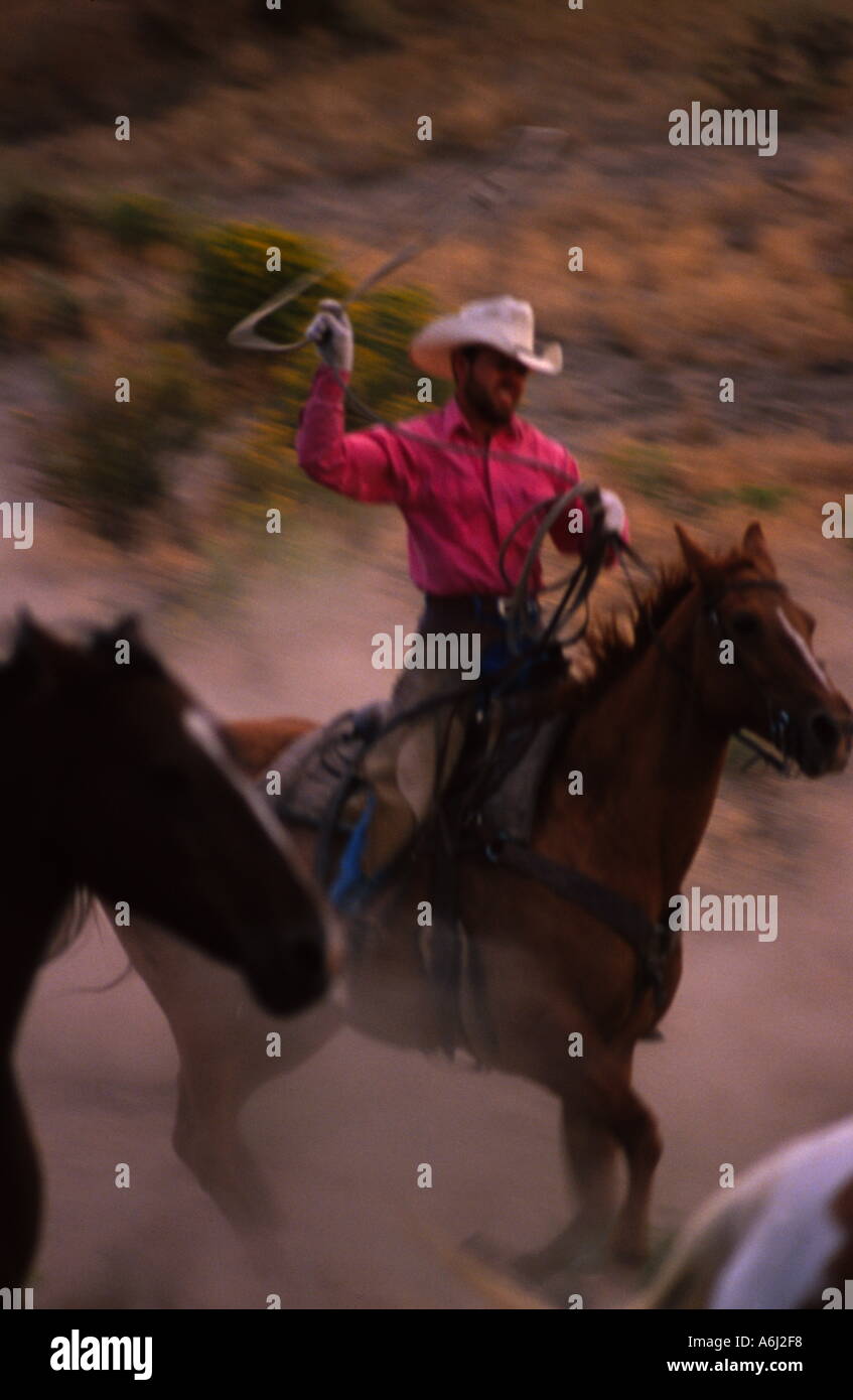 Cowboy Lassoing Horse Stock Photo