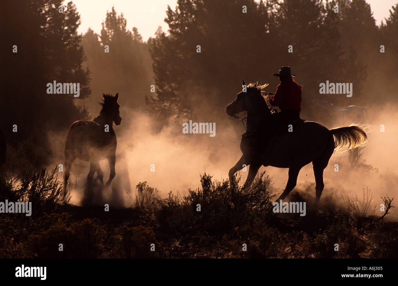 Roundup Stock Photo