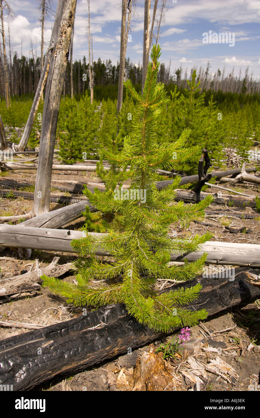 WYOMING USA New tree growth in forest damaged by fire in Yellowstone ...