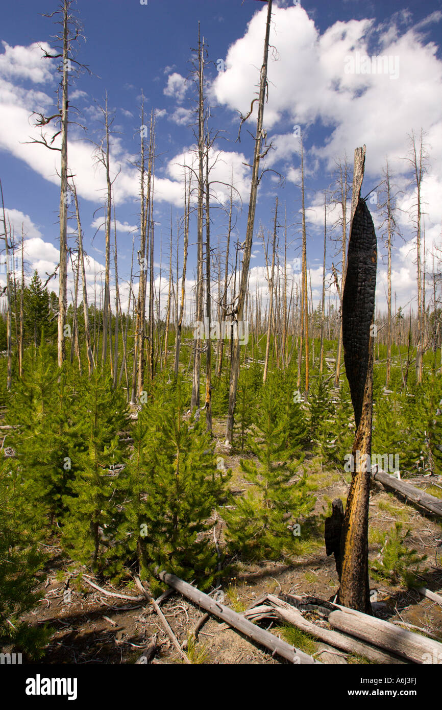 WYOMING USA New tree growth in forest damaged by fire in Yellowstone ...