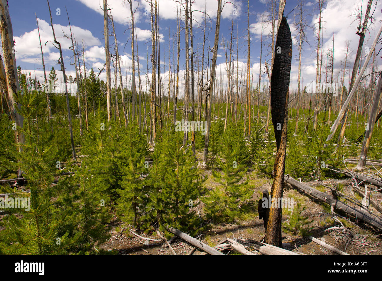 WYOMING USA New tree growth in forest damaged by fire in Yellowstone ...