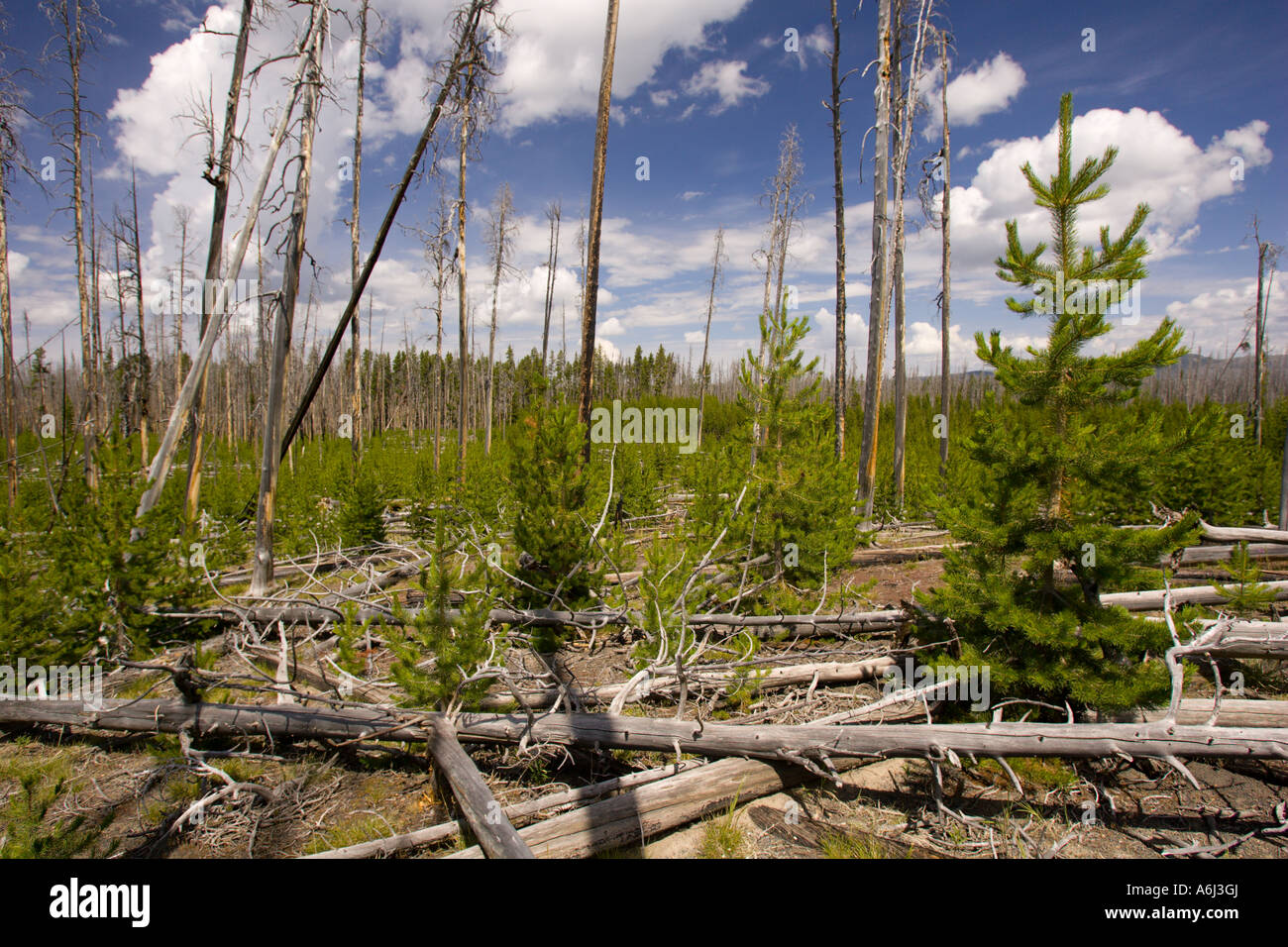 WYOMING USA New tree growth in forest damaged by fire in Yellowstone ...