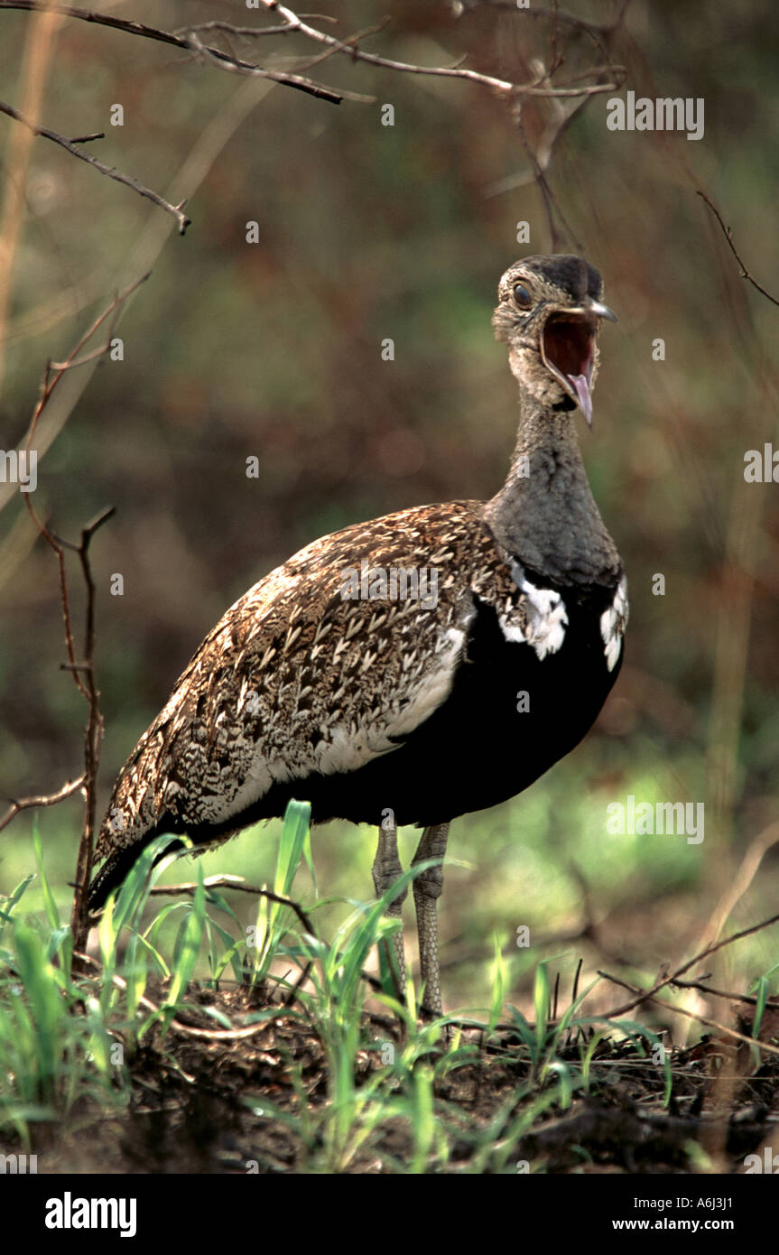 South Africa National Park Bird Stock Photo Alamy south-africa-national-park-bird-stock-photo-alamy