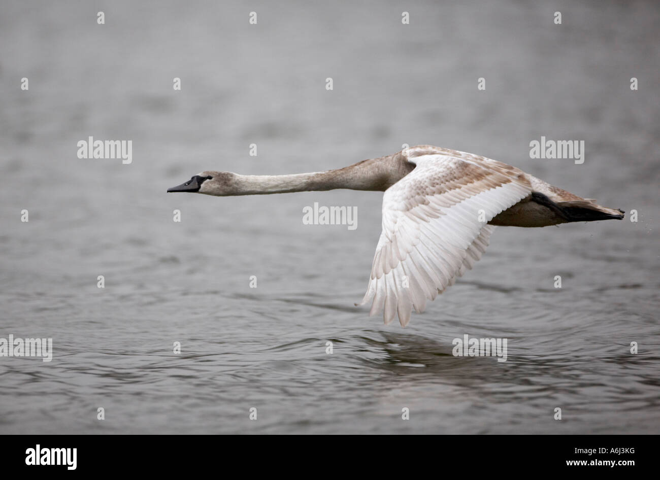 Mute Swan in flight (Cygnus olor Stock Photo Alamy