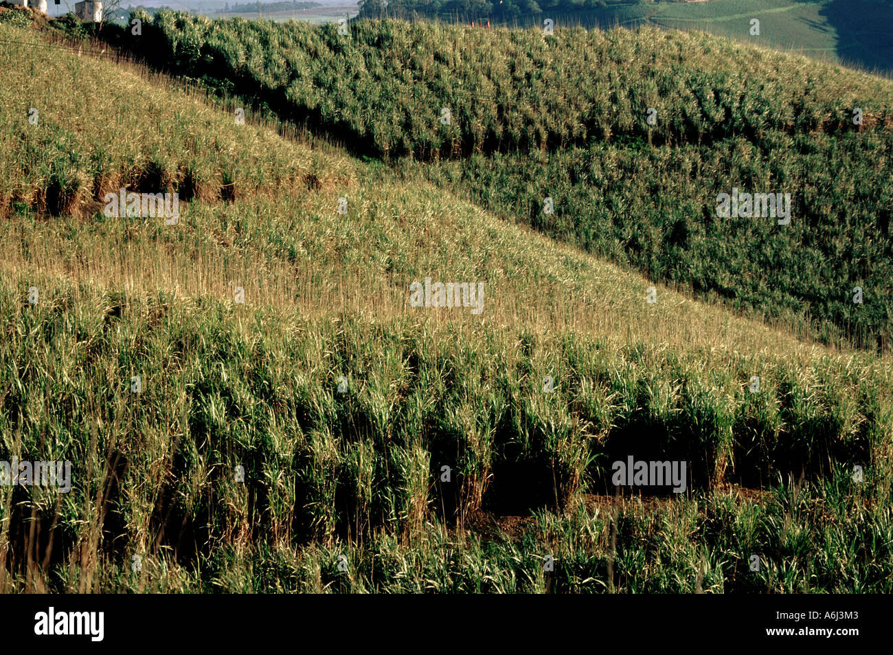 South Africa Sugar Cane Stock Photo