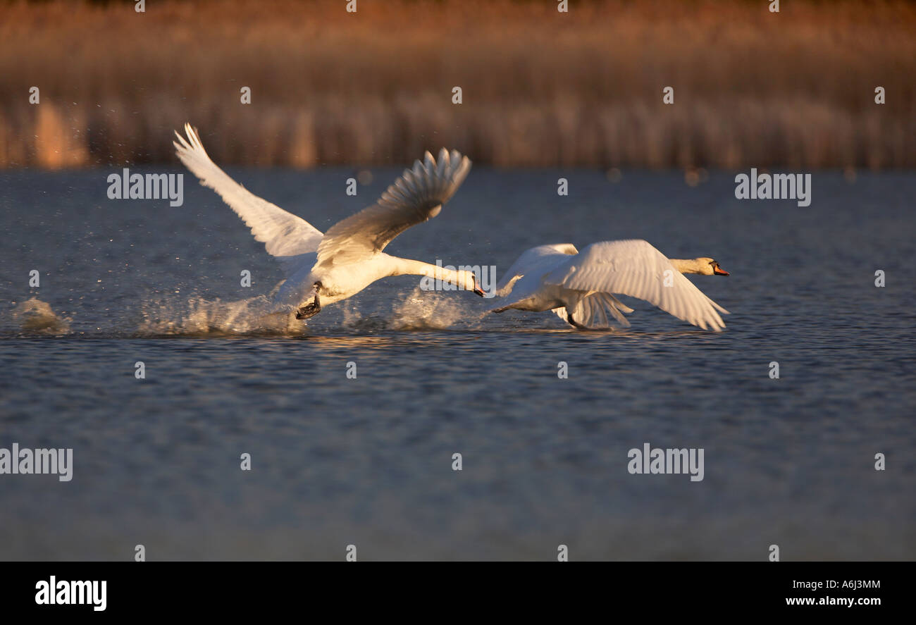 Mute Swan Territorial Chase (Cygnus olor Stock Photo Alamy