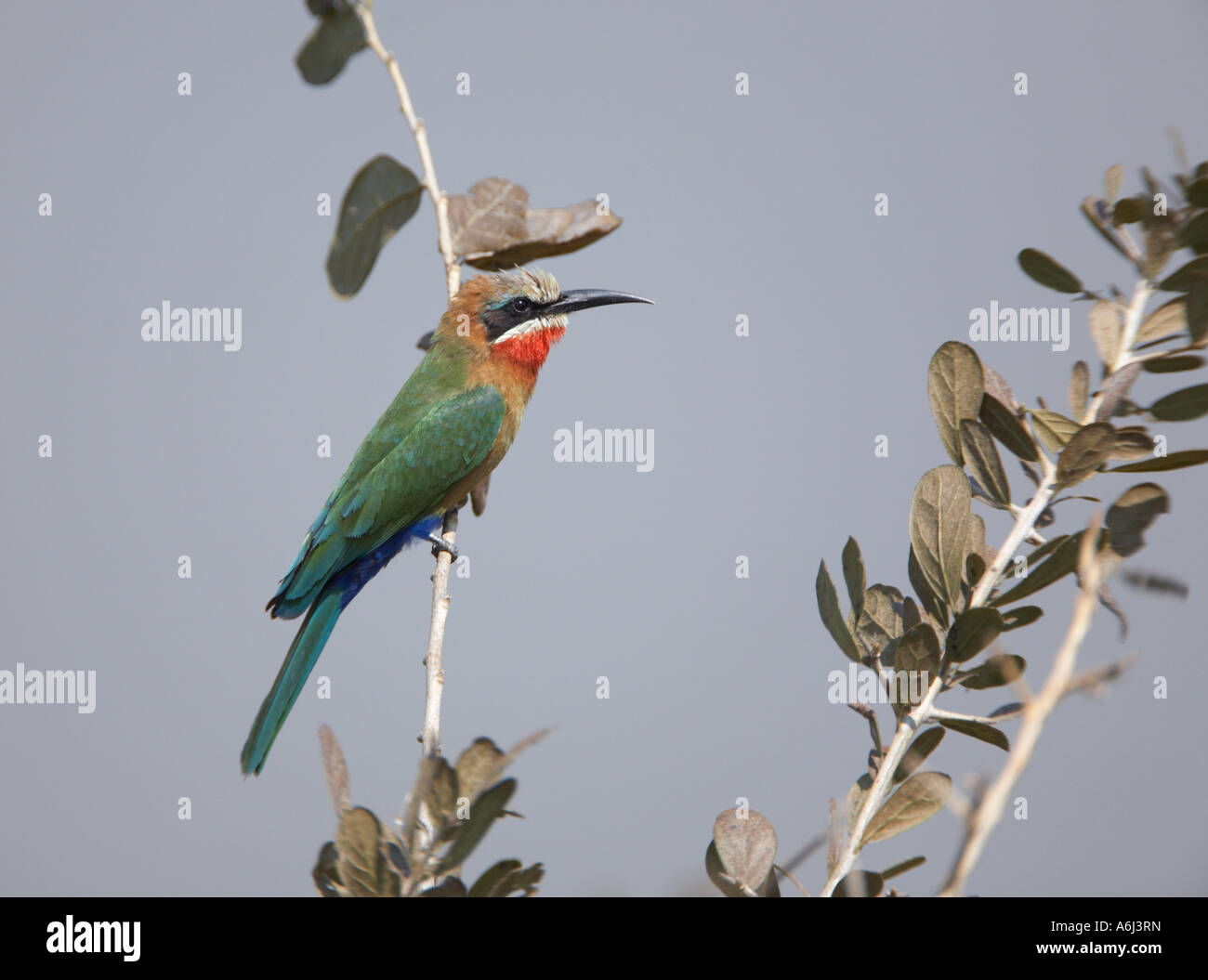 White-fronted Bee-Eater (Merops bullockoides Stock Photo - Alamy