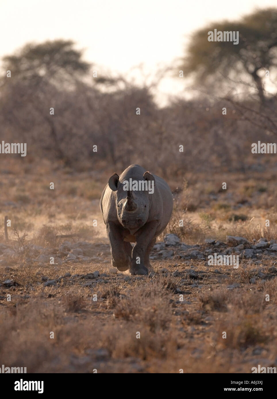 Black or Hook Lipped Rhinoceros Charging (Diceros bicornis) Stock Photo